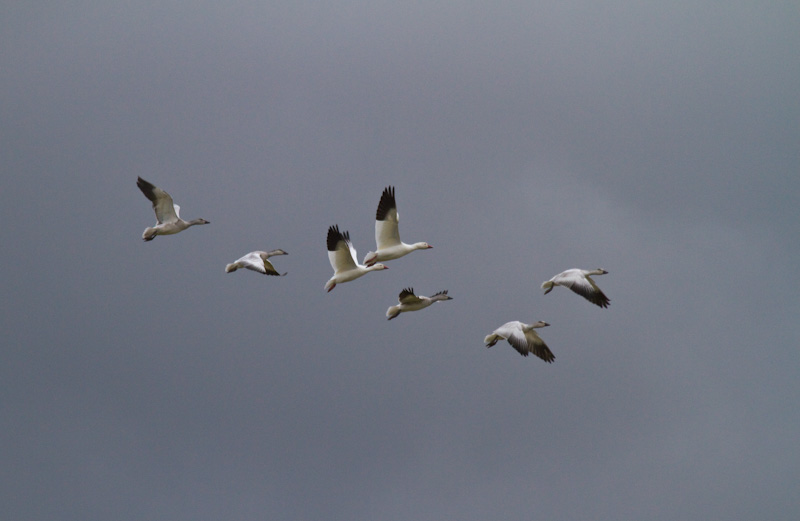 Snow Geese In Flight